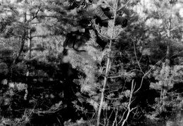 KB Homann 467 (2634 visits) KB Homann 467